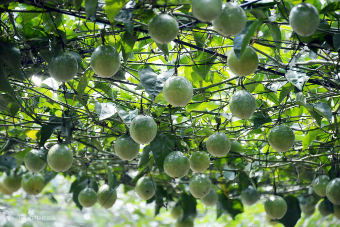 Mr. Nguyen Huu Cong's sweet passion fruit garden.  Photo: An Minh