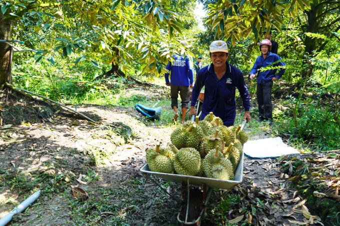 Gardeners in Phu Quy commune use wheelbarrows to push durians from the garden to the gathering point waiting for traders to weigh them.  Photo: Hoang Nam