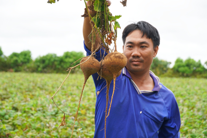 The cassava roots are nearly 2 months past harvest in Mr. Nguyen Van Tung's field.  Photo: Hoang Nam