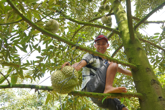 Mr. Nguyen Tan My has more than 9 years of experience cutting durians with his bare hands.  Photo: Hoang Nam