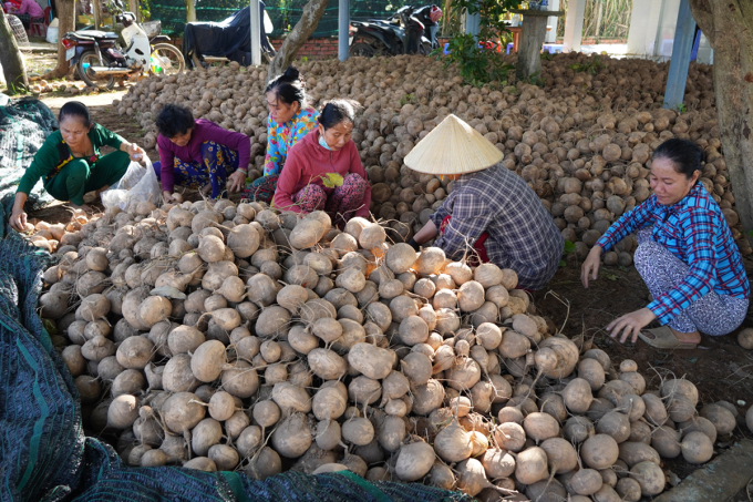 A gathering point for cassava roots along the road waiting for traders to weigh them in Thanh Hai commune.  Photo: Hoang Nam