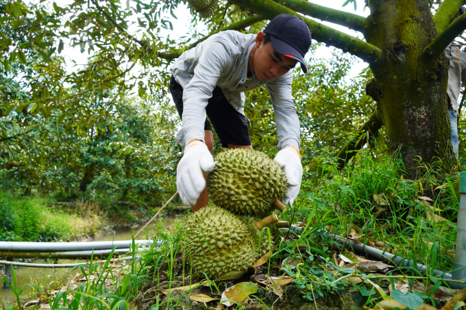 Harvesting durian in Cai Lay town, Tien Giang.  Photo: Hoang Nam