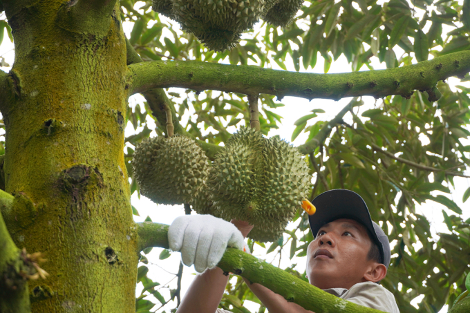 Dang Quoc Tan used the handle of a knife to tap around the durian shell to check the quality before cutting.  Photo: Hoang Nam