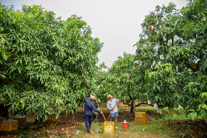 Dong Thap elevates the position of mangoes/Enhances the position of Dong Thap mangos