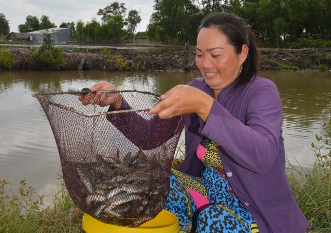 Farmers in Tan Thanh commune harvest goby fish.  Photo: An Minh