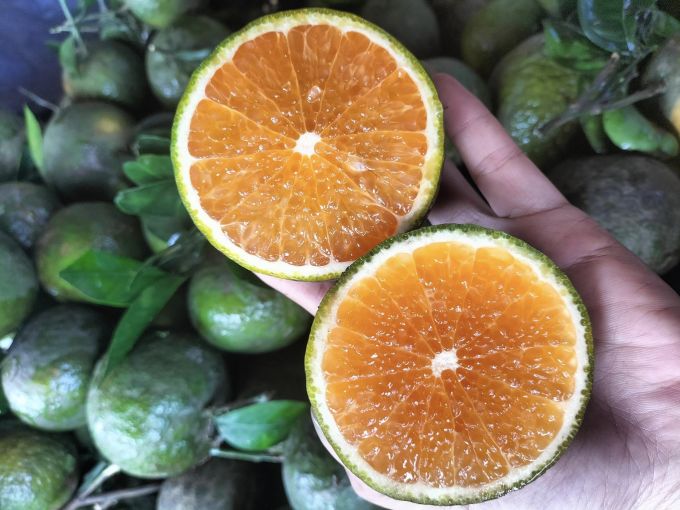 Vinh Long oranges are sold for 35,000 VND per 5 kg, or 7,000 VND per kg.  Photo: Huong Nguyen