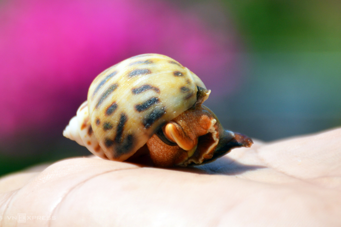 Snails raised at Mr. Dinh Vu Hai's farm have chewy, crispy, sweet meat.  Photo: An Minh