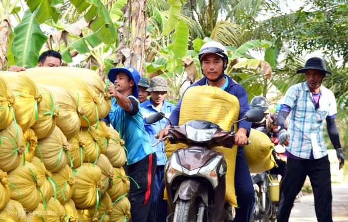 Traders arranged motorbikes to transport Mr. Hien's family's newly harvested rice to the gathering point.  Photo: An Minh