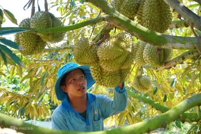 The durian orchard in Long An. Photo: Hoang Nam.