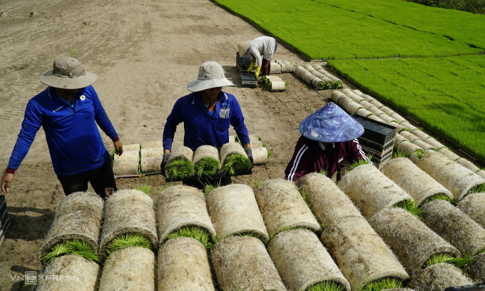 Rice seedlings prepare to be taken to the field in Thap Muoi district, Dong Thap province for transplanting.  Photo: Ngoc Tai