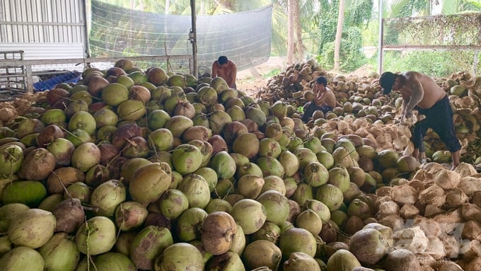 Workers from a cooperative specializing in purchasing dried coconuts for export in Tra Vinh. Photo: Ho Thao.