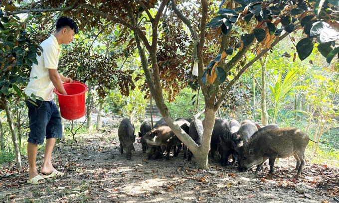 Mr. Dat's wild boar herd is raised in a semi-wild manner.  Photo: An Minh