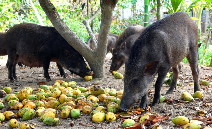 Wild boar eat a combination of organic food and fruit to help produce juicy meat.  Photo: An Minh