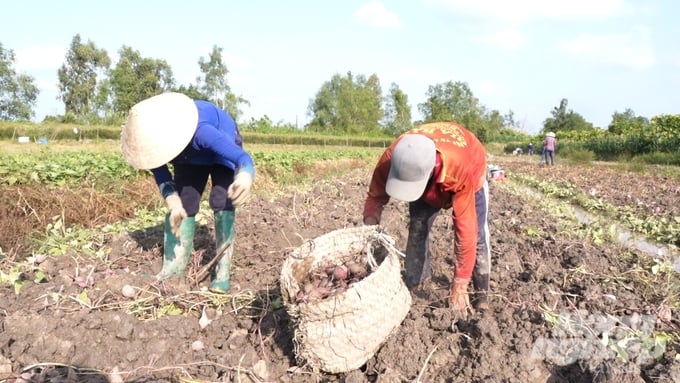 In Binh Tan District (Vinh Long Province), farmers growing Japanese purple sweet potatoes this season are earning profits ranging from VND 400 - 500 million/ha. Photo: Ho Thao.