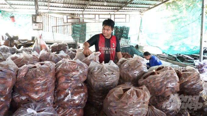 Traders are currently purchasing sweet potatoes at double the price compared to the same period last year. Photo: Ho Thao.