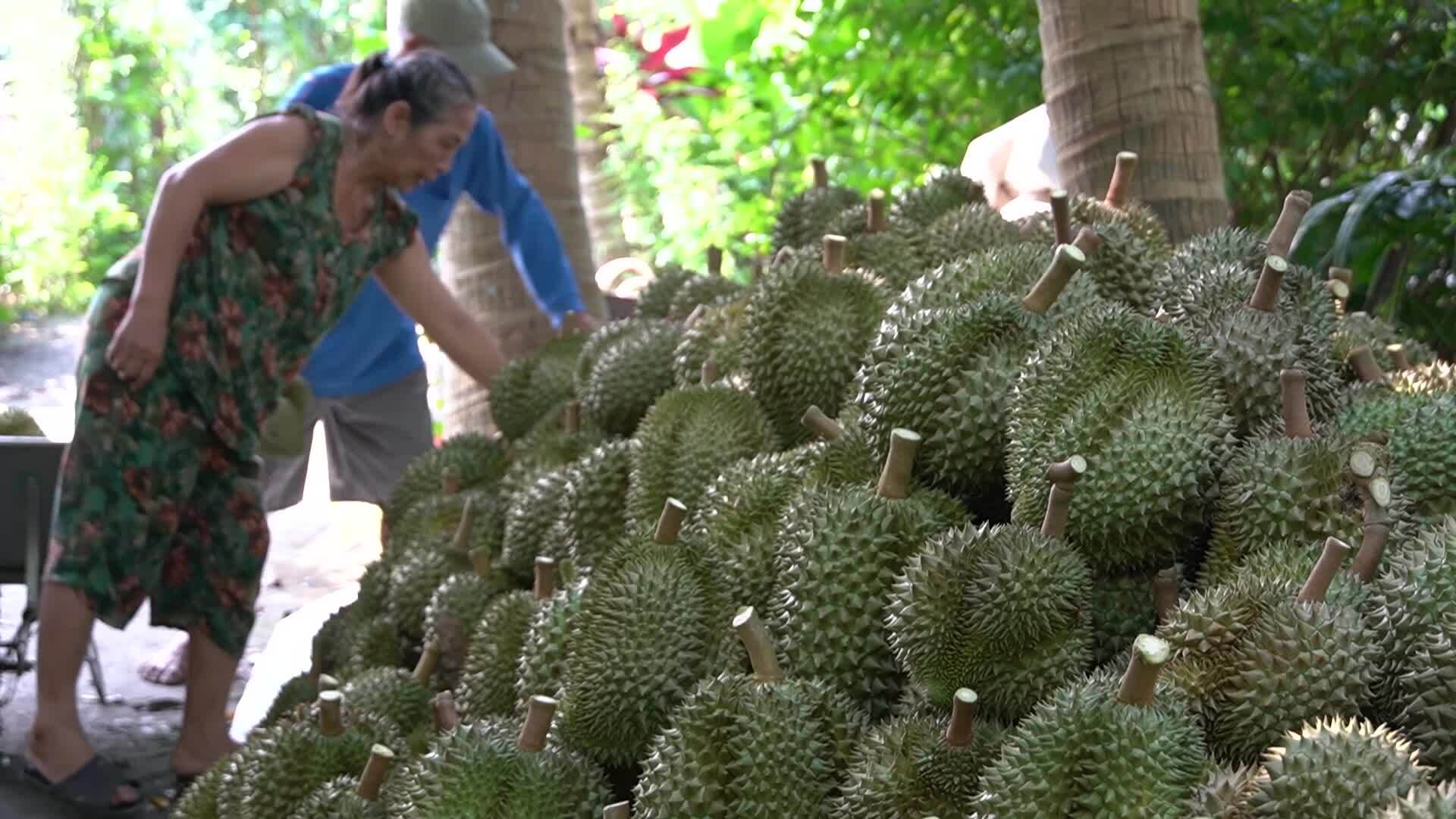 The job of climbing trees to pick durian