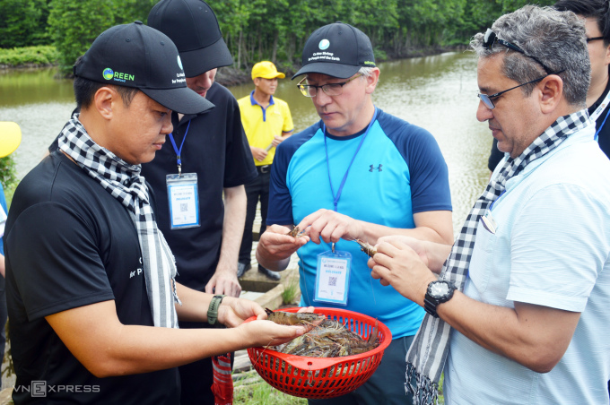 A group of experts and buyers from other countries visited the shrimp farming model under the forest canopy in Ngoc Hien district.  Photo: An Minh