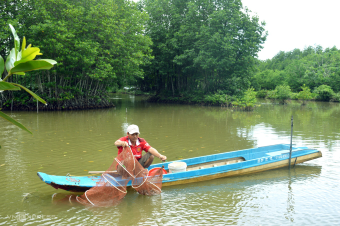 Mr. Ung Van Dien harvests shrimp raised under the canopy of the mangrove forest.  Photo: An Minh