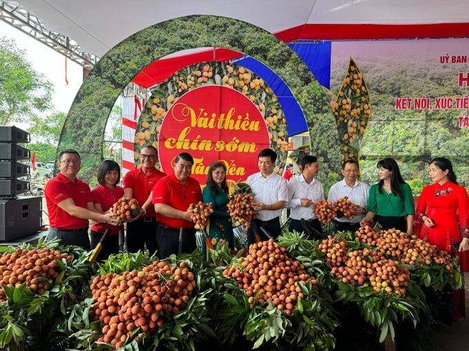 Consumption link for Bac Giang lychee. Photo: NH.