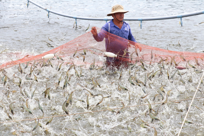 Shrimp harvest at Mr. Le Van Sam's family farm.  Photo: Hoang Nam