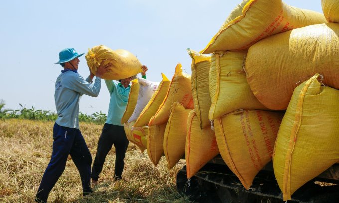 Farmers in Nga Nam town (Soc Trang) harvest rice.  Photo: Nguyet Nhi