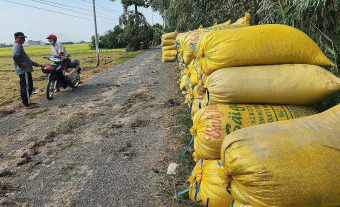 Ms. Nga's rice is gathered on the road and is praised by many field owners for more successful rice than in previous years.  Photo: Ngoc Tai