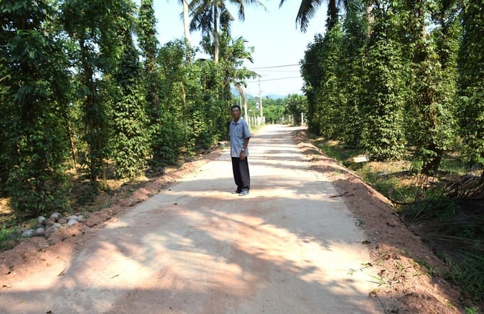 Dang Van Cap's 7,000-plant pepper farm located in Thach Long 1 village, An Tuong Dong commune, Hoai An district, Binh Dinh province. Photo: V.D.T.