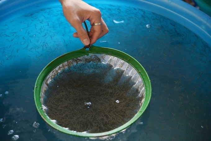 The whole country currently has 2,270 brackish water shrimp seed production and nursery facilities. Photo: Hong Tham.