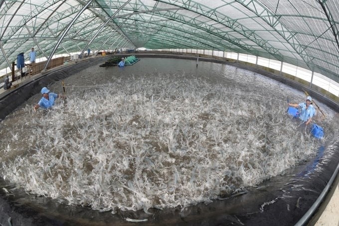 Shrimp production is an important part that needs to contribute to greener growth. Photo: Thanh Cuong.