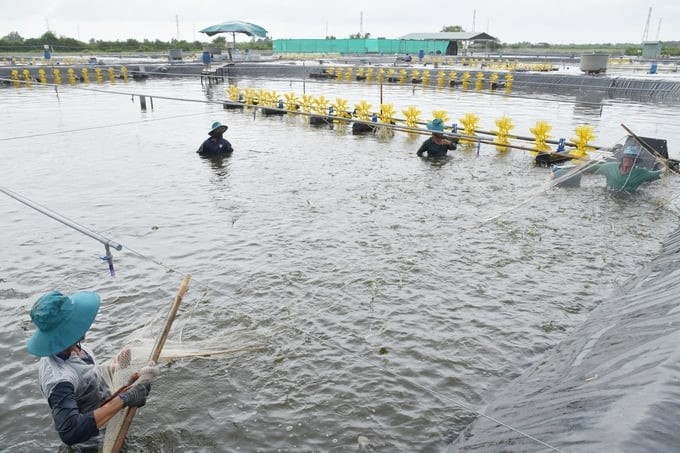 The survival rate of Vietnamese shrimp in commercial farming is now still low due to many factors, such as diseases, unstable seed quality, small farming scale, etc. Photo: Hong Tham.