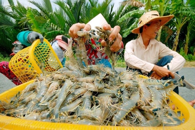 It is necessary to raise community and consumer awareness about the importance of consuming products with biosafety, food hygiene, and sustainability. Photo: Thanh Cuong.