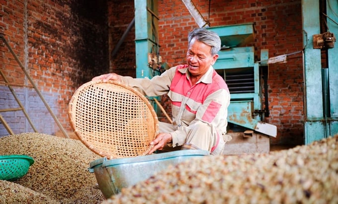 Farmers in Nam Yang commune, Dak Doa district (Gia Lai province) grind green coffee beans to sell to take advantage of high prices. Photo: Tan Luc.