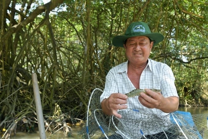 To aim for green and sustainable growth, Vietnam's shrimp industry needs to maintain and develop nature-based farming methods such as shrimp - forest and shrimp - rice. Photo: Thanh Cuong.