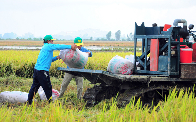 Transporting harvested rice from the field to the warehouse for drying. Photo: An Binh