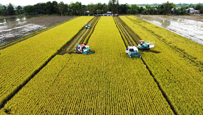 Harvesting rice in a pilot model using a combine harvester, July 8. Photo: An Binh