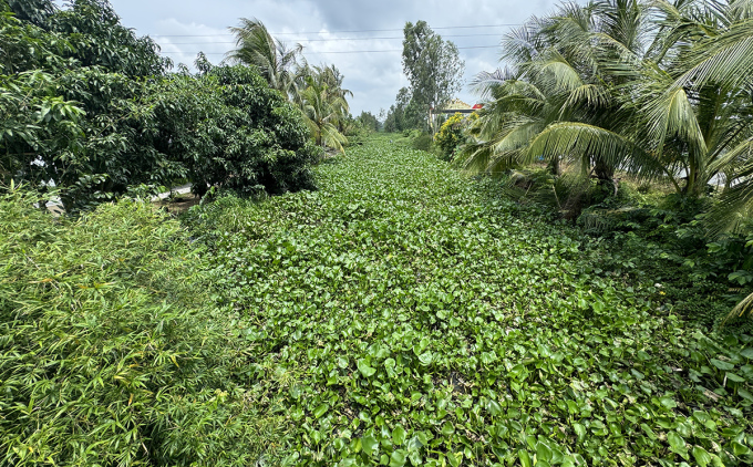 Lo Quan Canal running through Long My Town and Long My District is covered with water hyacinth. Photo: An Binh