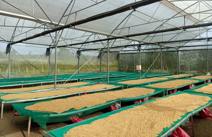 Drying coffee on a farm in the Central Highlands. Photo: Son Trang.