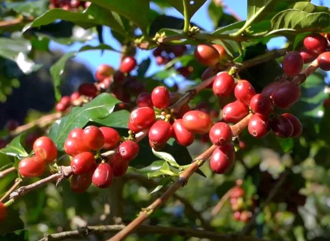 Vietnam's coffee production is estimated to decrease by 20% in the 2023/2024 crop year. Photo: Son Trang.