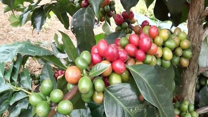 Latest update on coffee prices on 07/19/2024