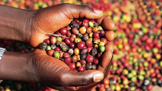 Latest update on domestic and global coffee prices on 07/12/2024