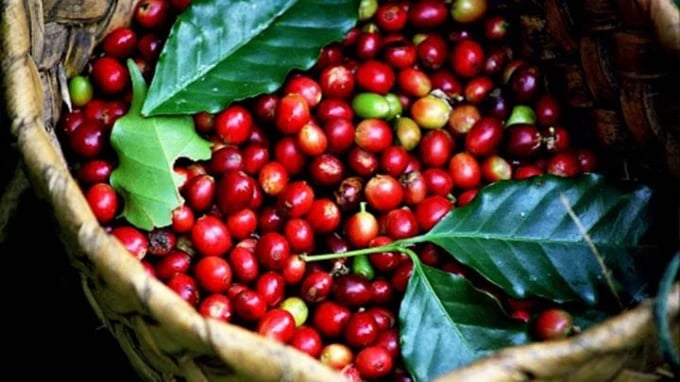 Latest domestic and global coffee prices on 07/14/2024