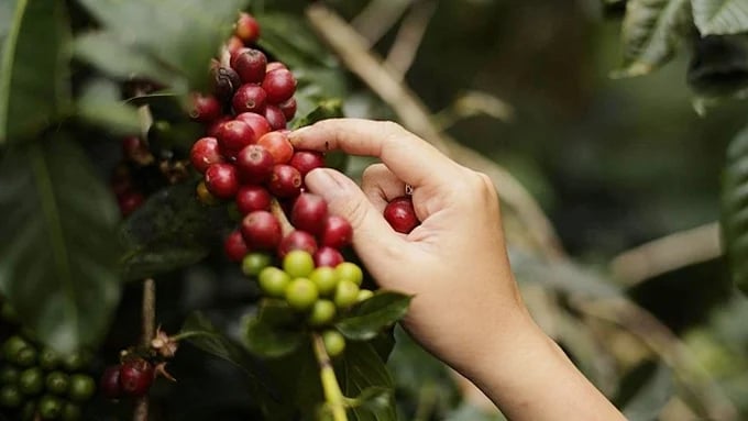 Latest coffee prices in domestic and global markets on 07/10/2024