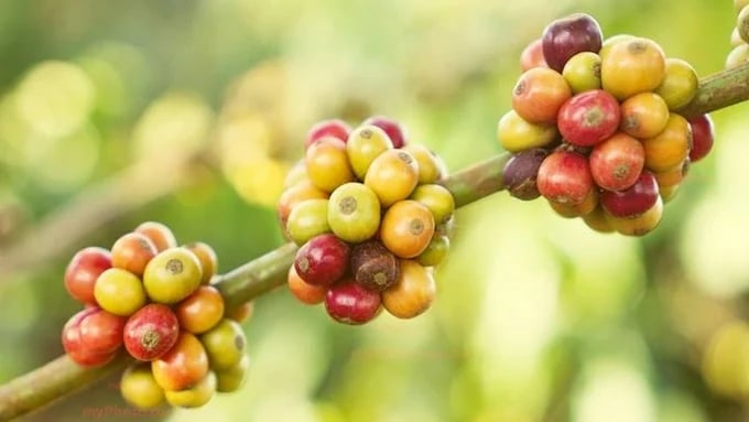 Latest domestic and global coffee prices on 07/24/2024