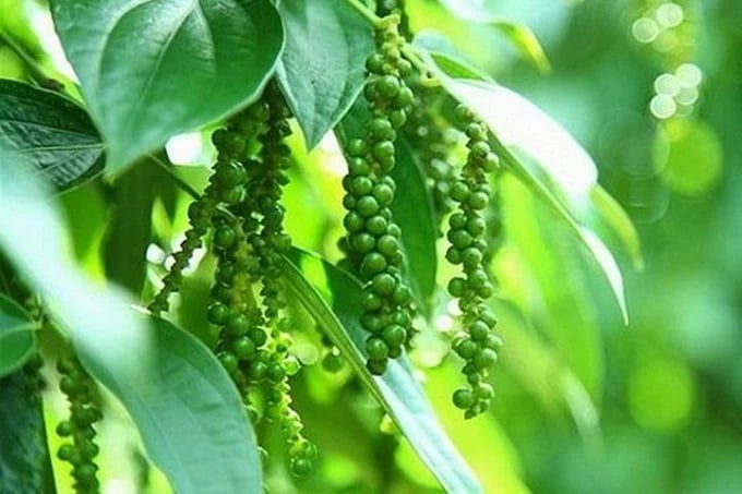 Latest domestic and global pepper prices on 07/14/2024