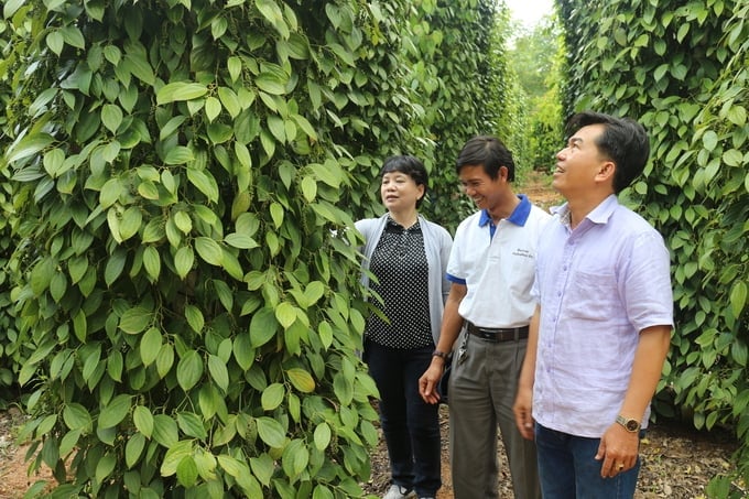 Pepper farming area continued to expand rapidly and uncontrollably in response to the exceptionally high economic returns from pepper. Photo: V.D.T.