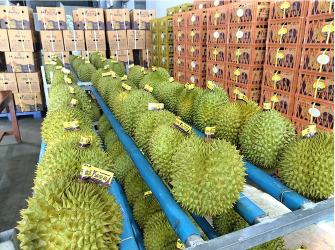 The Ben Tre Provincial People\'s Committee recently sent Official Letter No. 4702 to the Ministry of Foreign Affairs requesting prompt support for the protection of the 'Ben Tre Durian' certification trademark in China. Photo: Minh Dam.