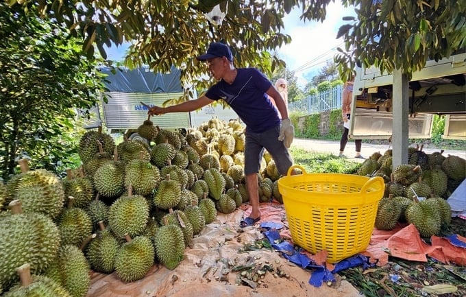 This year's durian crop, Khanh Son district is estimated to earn more than 40 million USD from durian. Photo: KS.