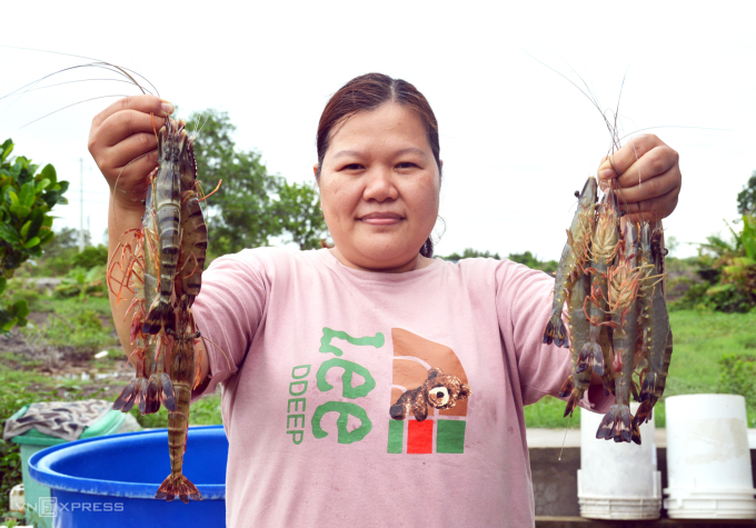 Ms. Mai Thi Thuy Trang harvests organic tiger prawns at her family's shrimp farm. Photo: Chuc Ly