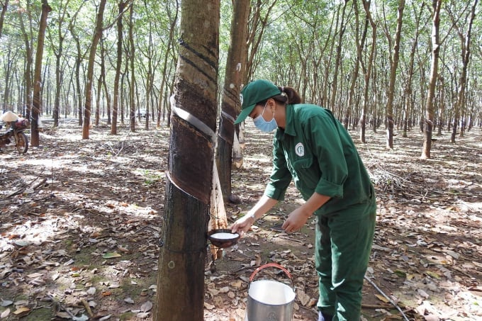 In the first 6 months of 2024, Vietnam exported more than 489 thousand tons of rubber to China, reaching nearly 718 million USD. Photo: Tran Trung.