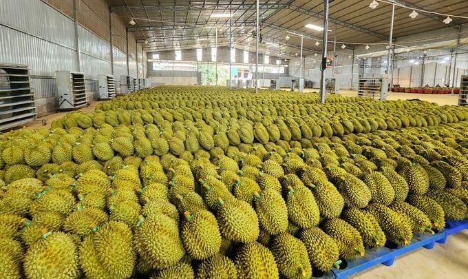 It is expected that Dak Lak's durian output in 2024 will reach over 300,000 tons. Photo: Quang Yen.